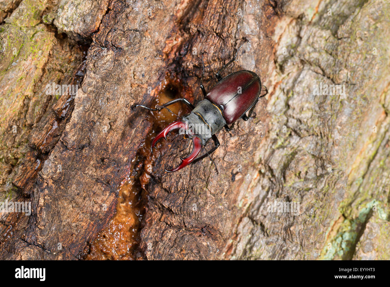 stag beetle, European stag beetle (Lucanus cervus), male licks sap from an oak, Germany Stock Photo