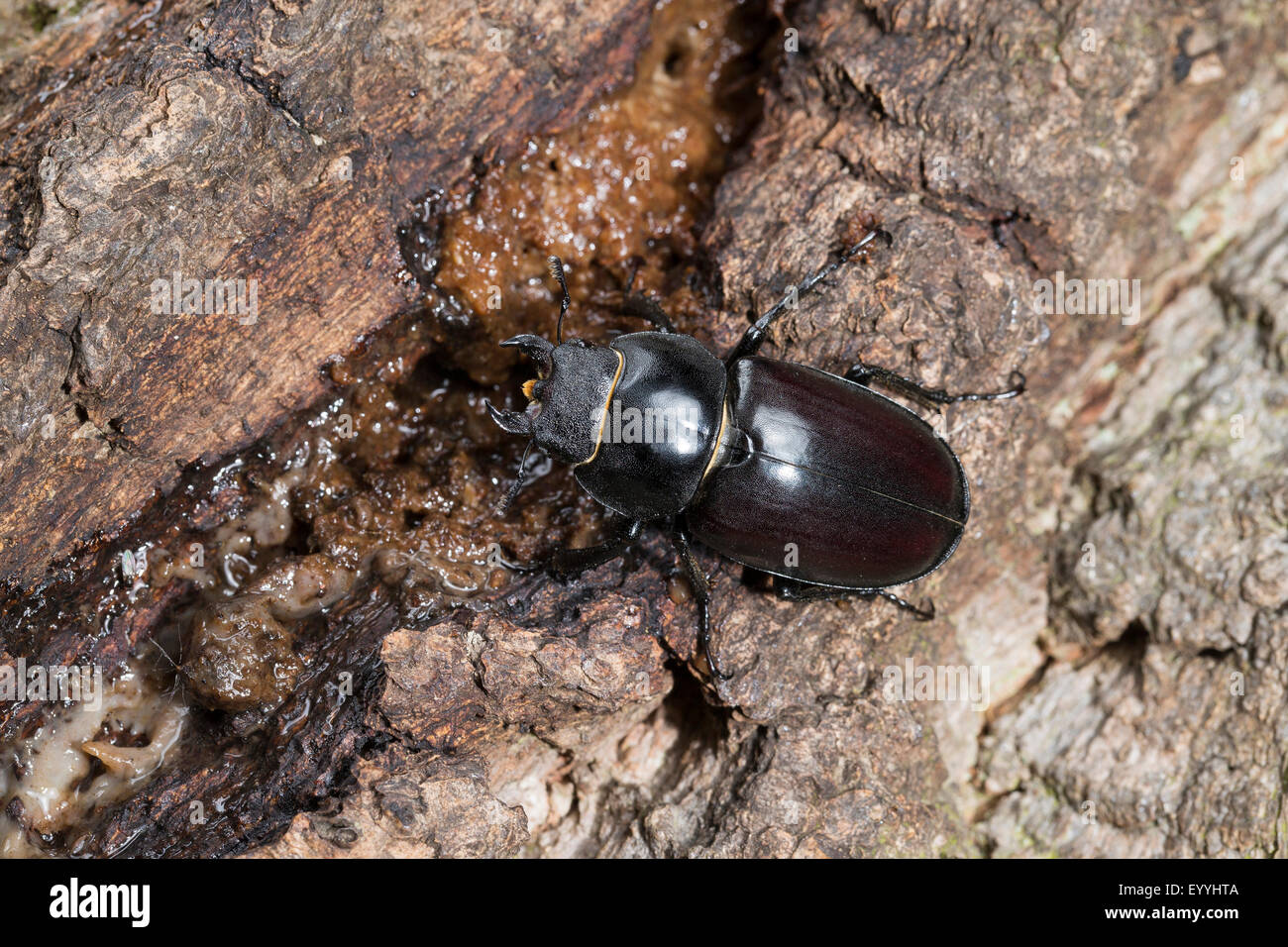stag beetle, European stag beetle (Lucanus cervus), female licks sap from an oak, Germany Stock Photo