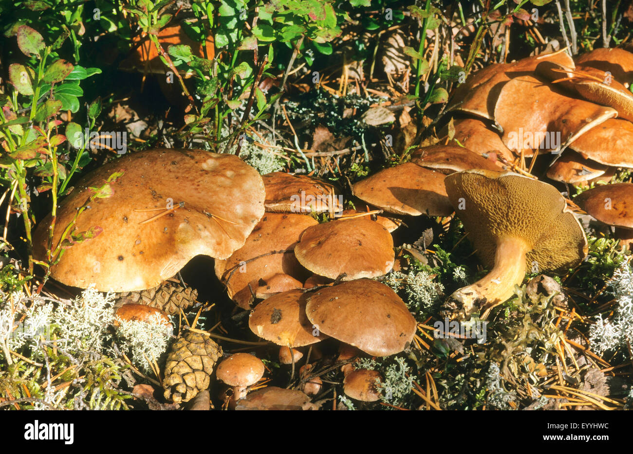 bovine bolete (Suillus bovinus), fruiting bodies on forest ground, Germany Stock Photo