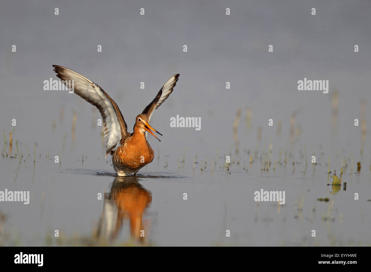 black-tailed godwit (Limosa limosa), standing in shallow water with raised wings, Netherlands Stock Photo