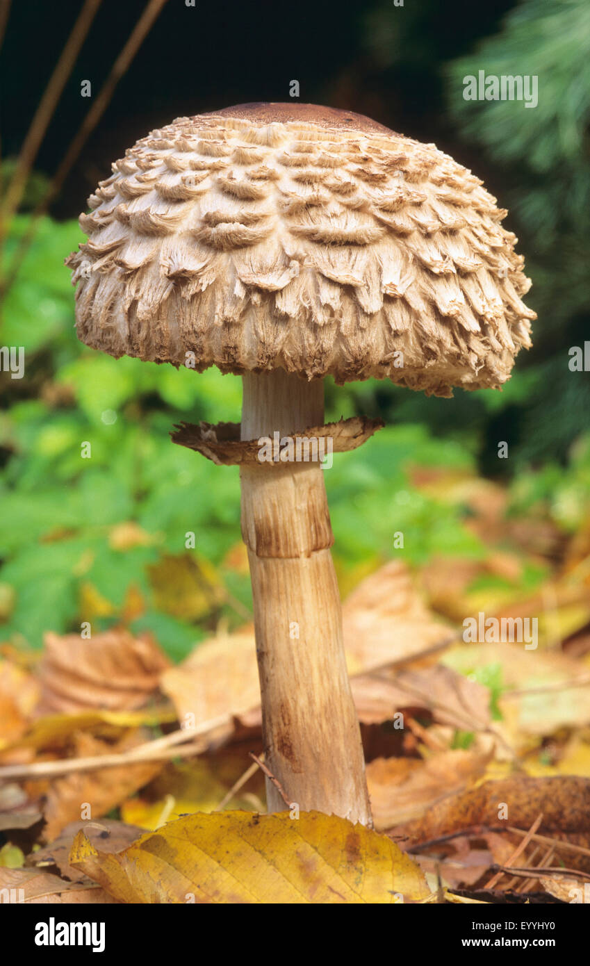 Shaggy parasol (Chlorophyllum olivieri, Chlorophyllum rachodes, Macrolepiota rachodes), fruiting body on forest ground, Germany Stock Photo