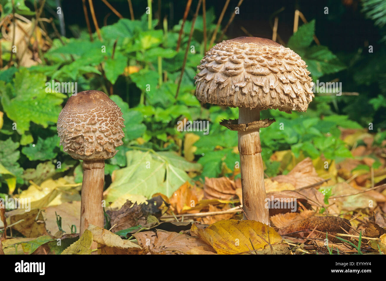 Shaggy parasol (Chlorophyllum olivieri, Chlorophyllum rachodes, Macrolepiota rachodes), fruiting bodies on forest ground, Germany Stock Photo