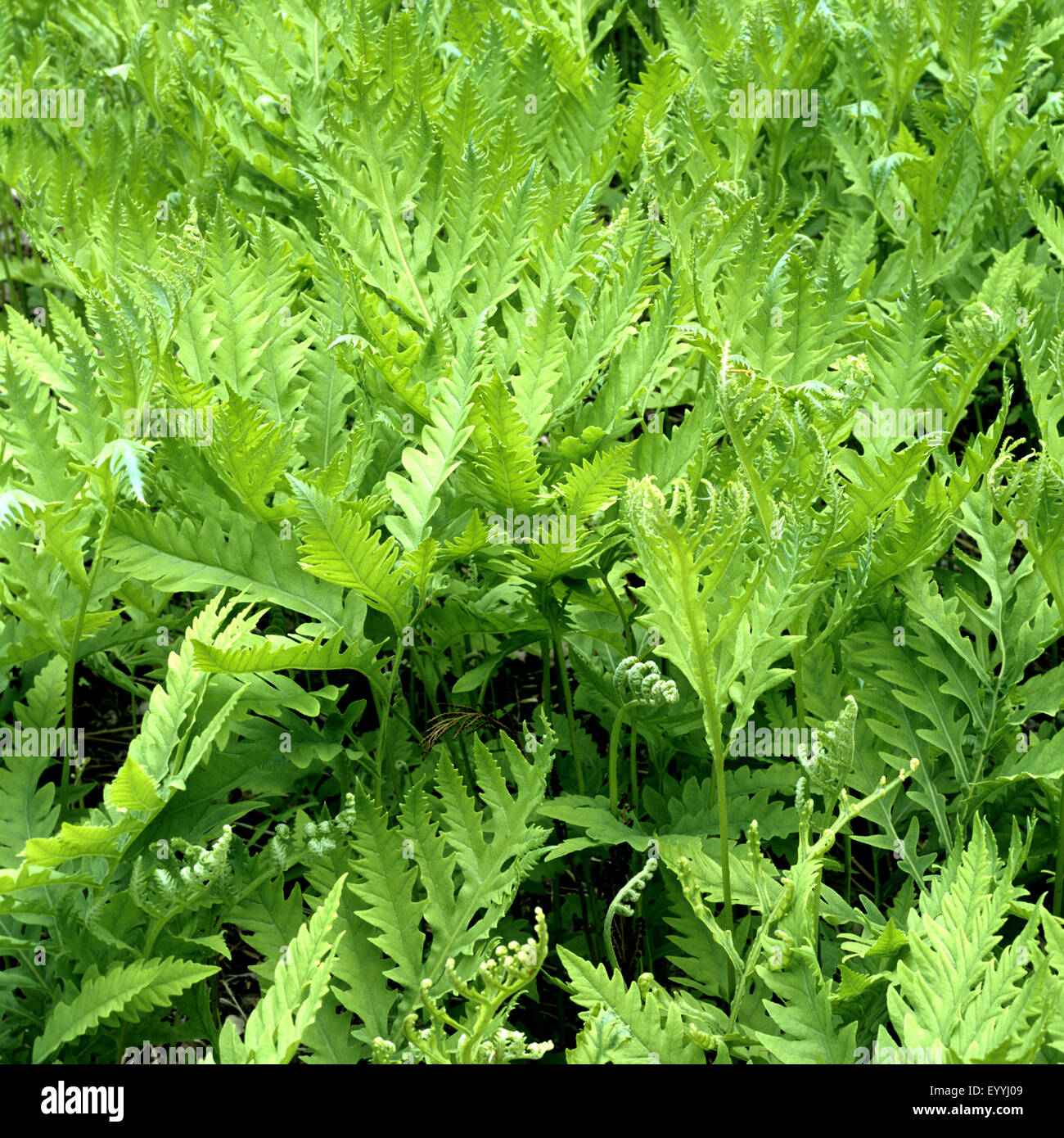 Perlfarn, Onoclea sensibilis Stock Photo