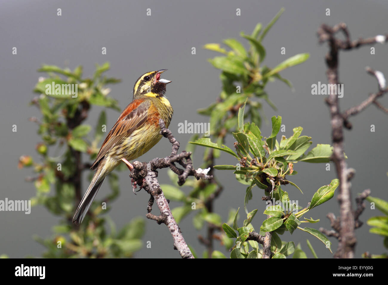 cirl bunting (Emberiza cirlus), male sitting on a twig and singing , Greece, Lesbos Stock Photo