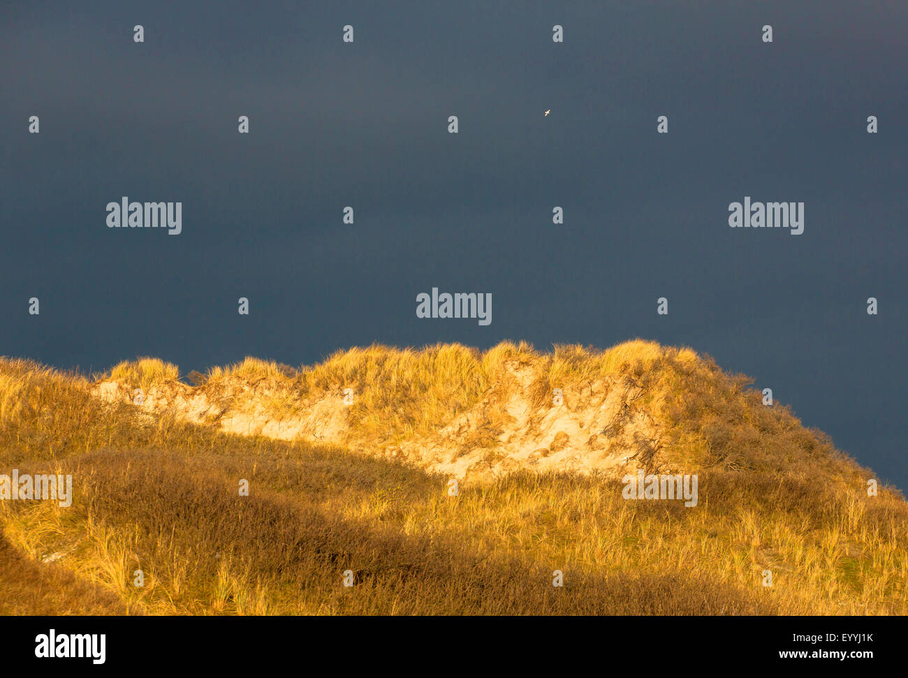 seagull over dune, Germany, Lower Saxony, East Frisia, Juist Stock Photo