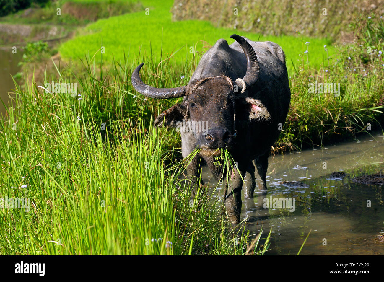 Asian water buffaloes, anoas (Bubalus spec.), buffalo standing in a paddy field and feeding, Philippines, Luzon, Batad Stock Photo