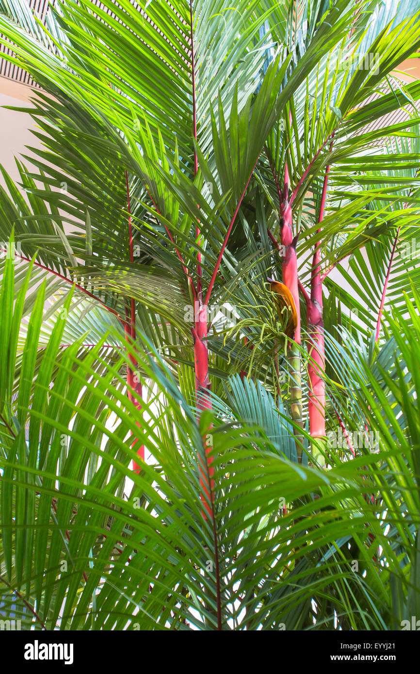 Lipstick Palm (Cyrtostachys renda), some Lipstick Palms, Singapore Stock Photo