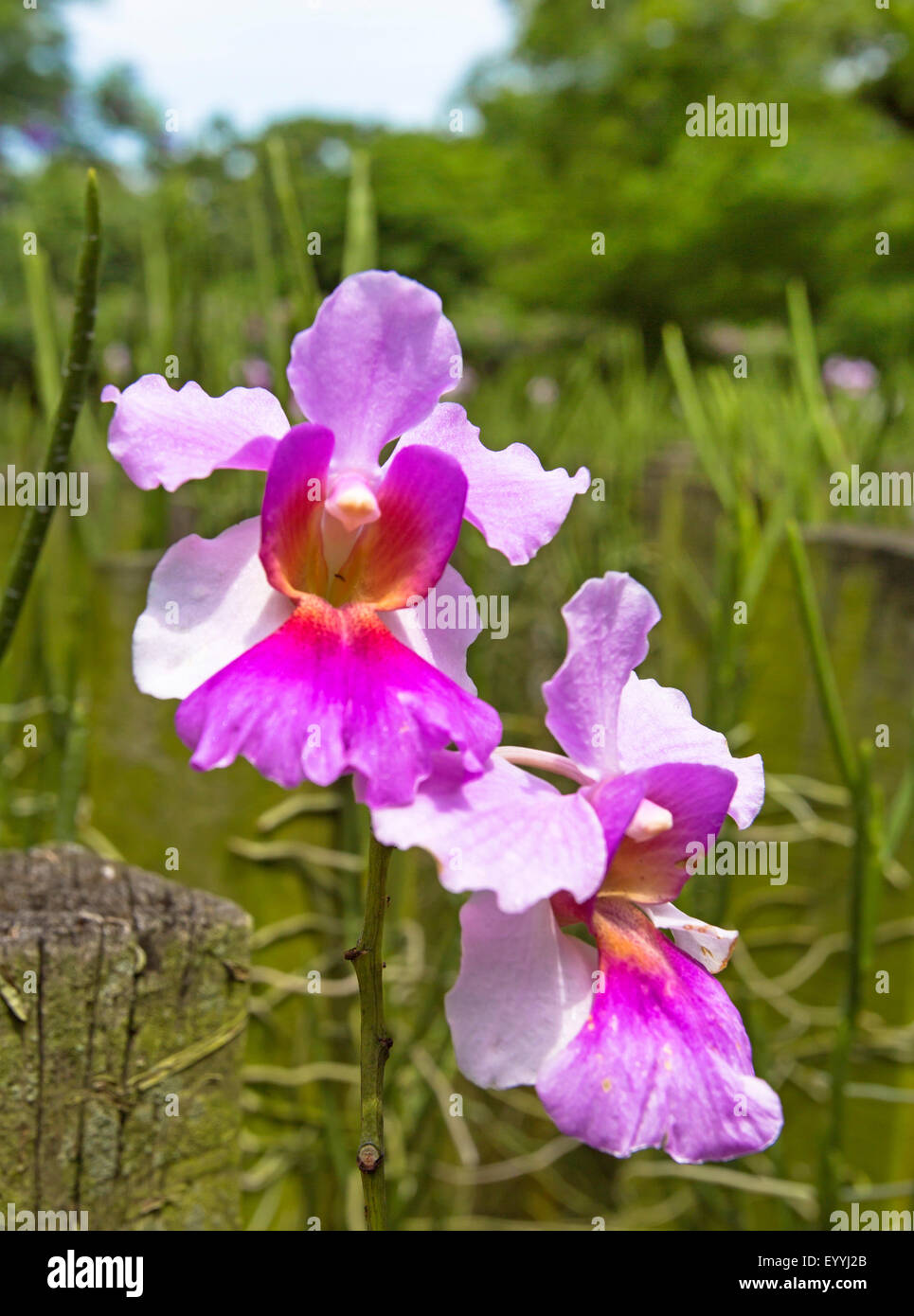 Vanda (Vanda Miss Joaqium), flower, Singapore Stock Photo