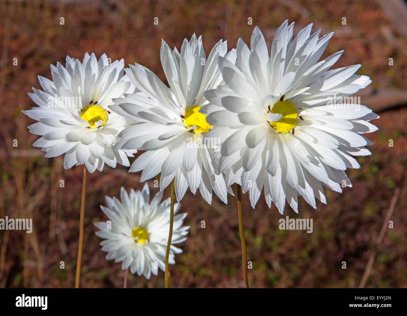 Splendid Everlasting (Rhodanthe chlorocephala), four flowers, Australia, Western Australia, Mount Magnet Stock Photo