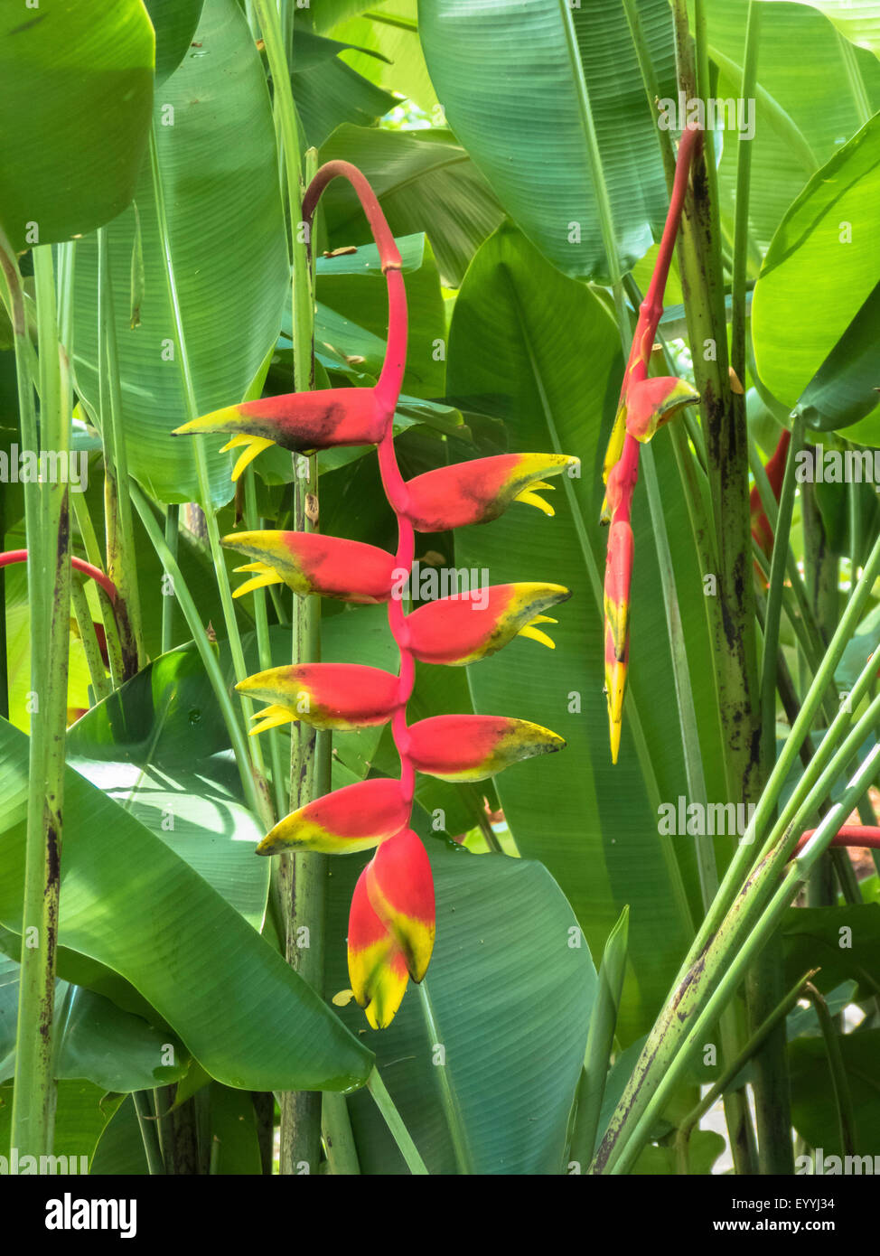 lobster claw heliconia (Heliconia rostrata), inflorescence, Singapore