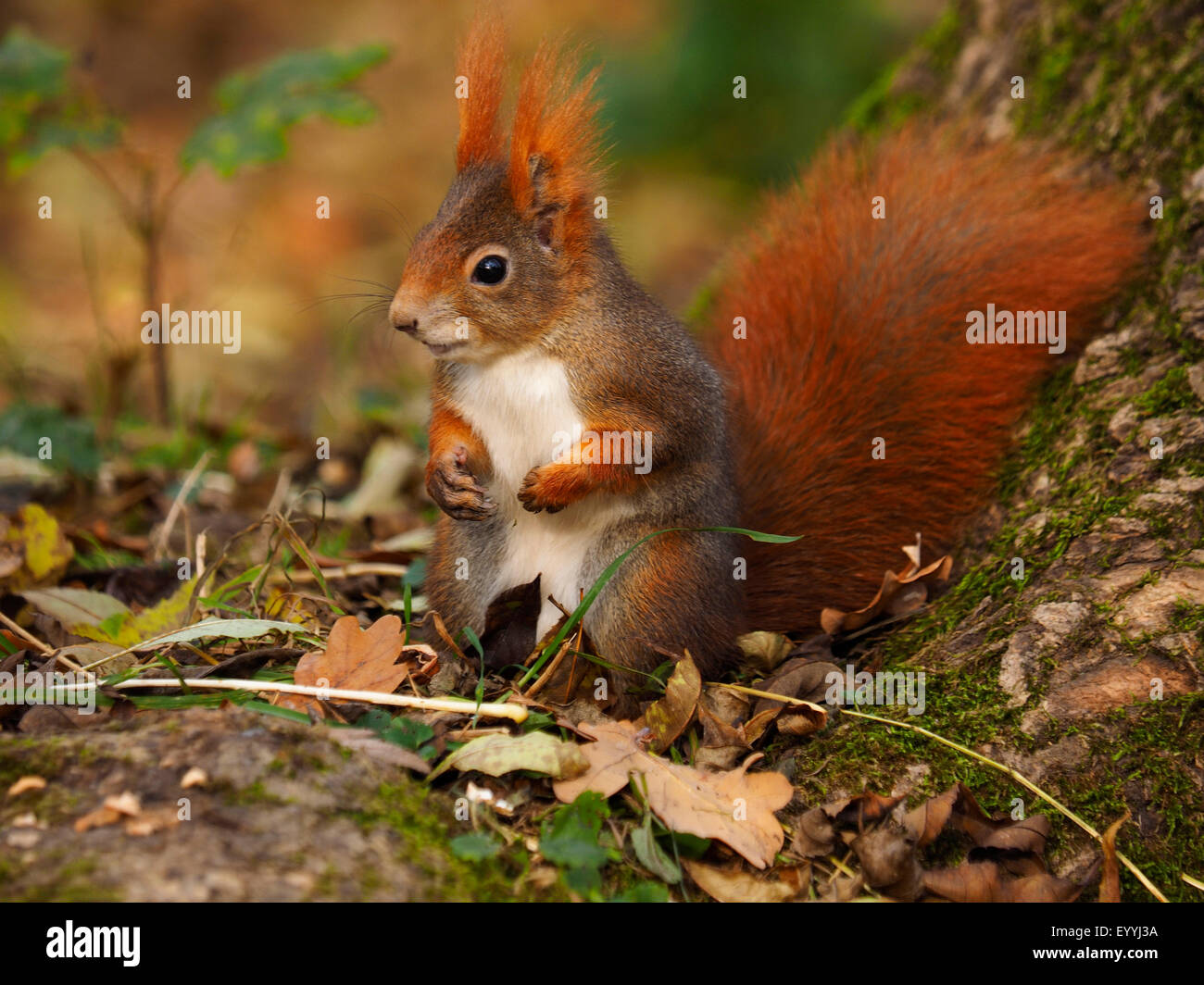 Root Squirrel European red squirrel, Eurasian red squirrel (Sciurus vulgaris), red ...