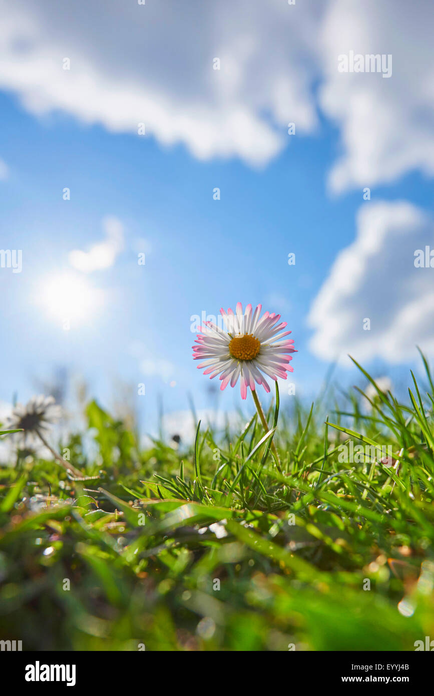 common daisy, lawn daisy, English daisy (Bellis perennis), flowering daisy in backlight, Germany, Bavaria, Oberpfalz Stock Photo