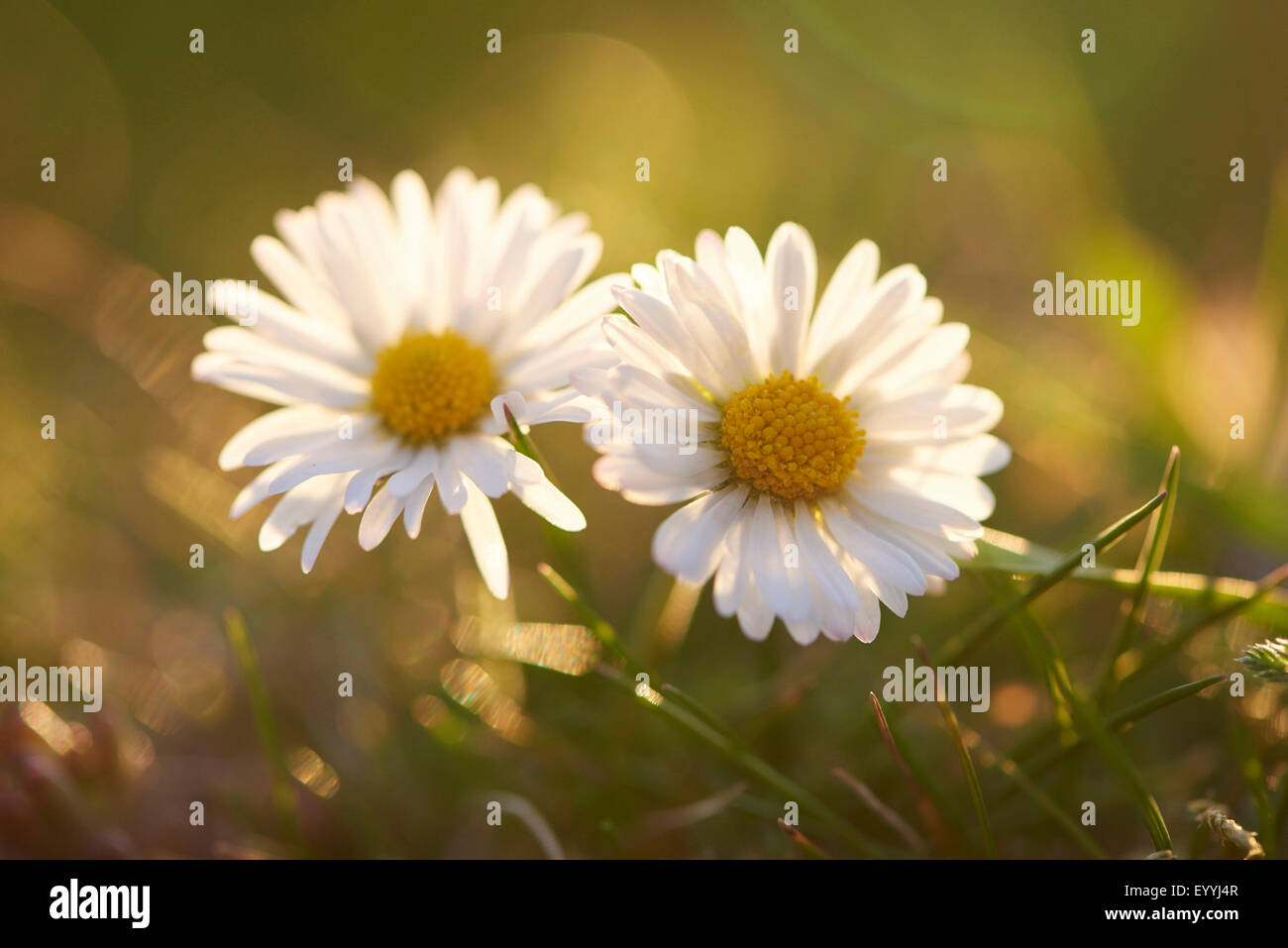 common daisy, lawn daisy, English daisy (Bellis perennis), two daisies, Germany, Bavaria, Oberpfalz Stock Photo