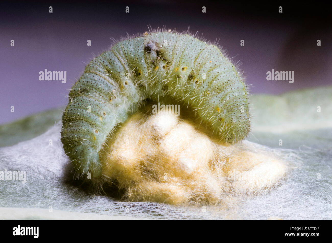 White Butterfly Parasite, common apanteles (Cotesia glomerata, Apanteles glomeratus), larvae at the caterpillar, parasitizing the caterpillar of the cabbage white, Germany Stock Photo