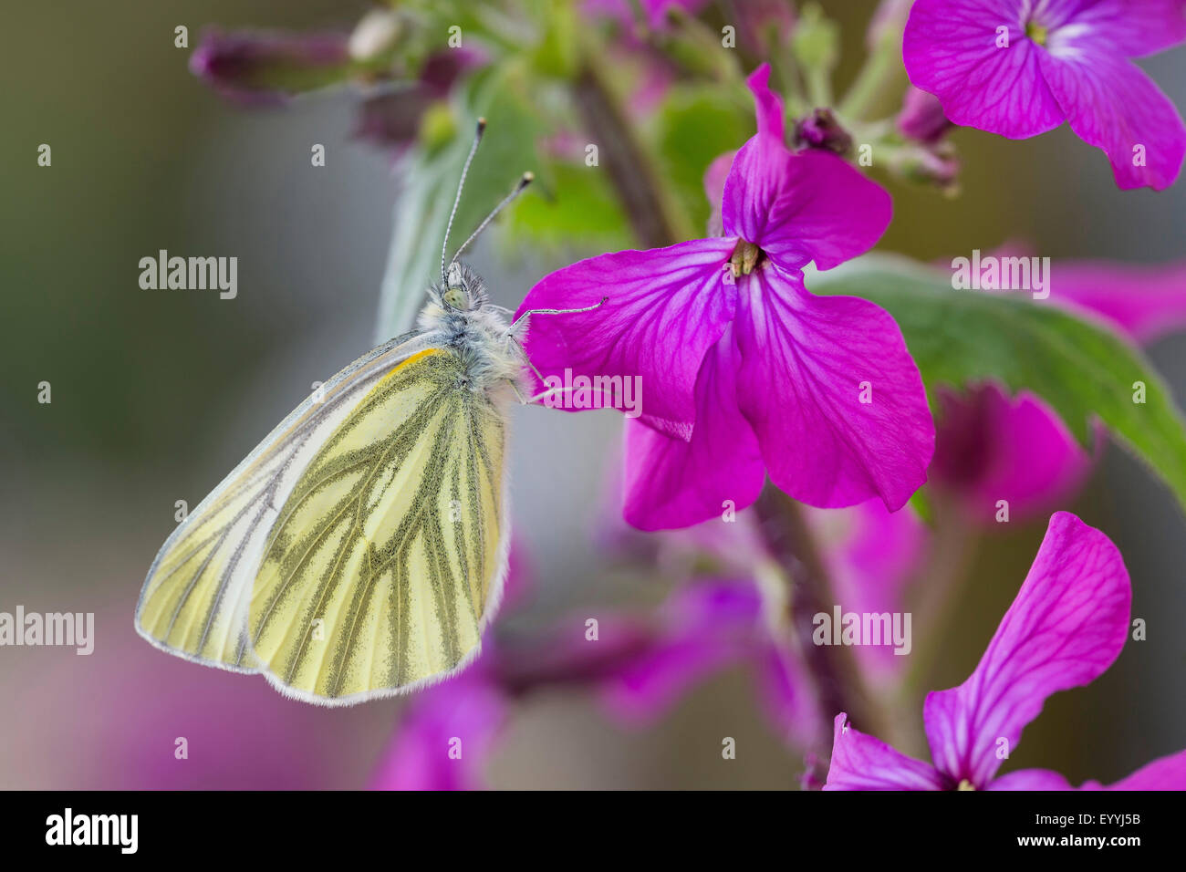 Green-veined white, Green veined white (Pieris napi, Artogeia napi), Green veined white sitting on a blossom, Germany Stock Photo