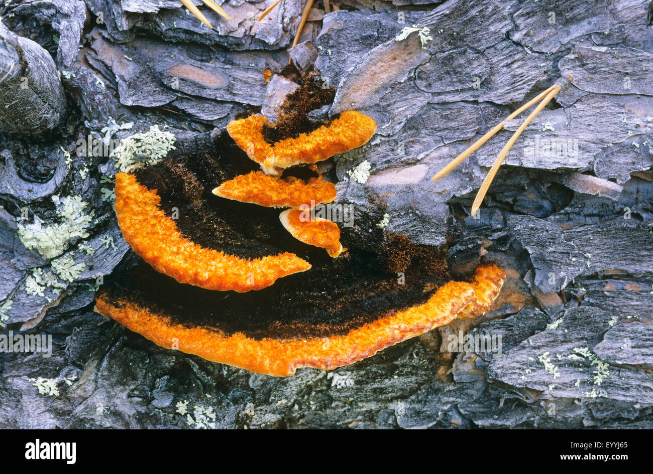 Conifer mazegill, Rusty gilled polypore (Gloeophyllum sepiarium, Daedalea sepiaria, Lenzites crocata, Lenzites sepiaria), fruiting body on deadwood, Germany Stock Photo