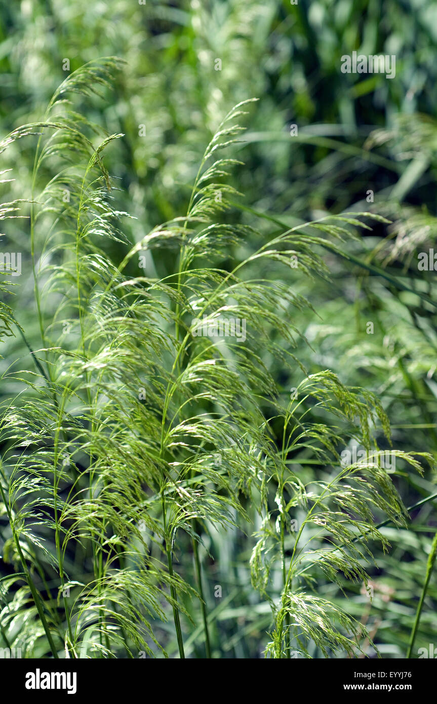 Riesenschmiele, Deschampsia cespitosa, Stock Photo