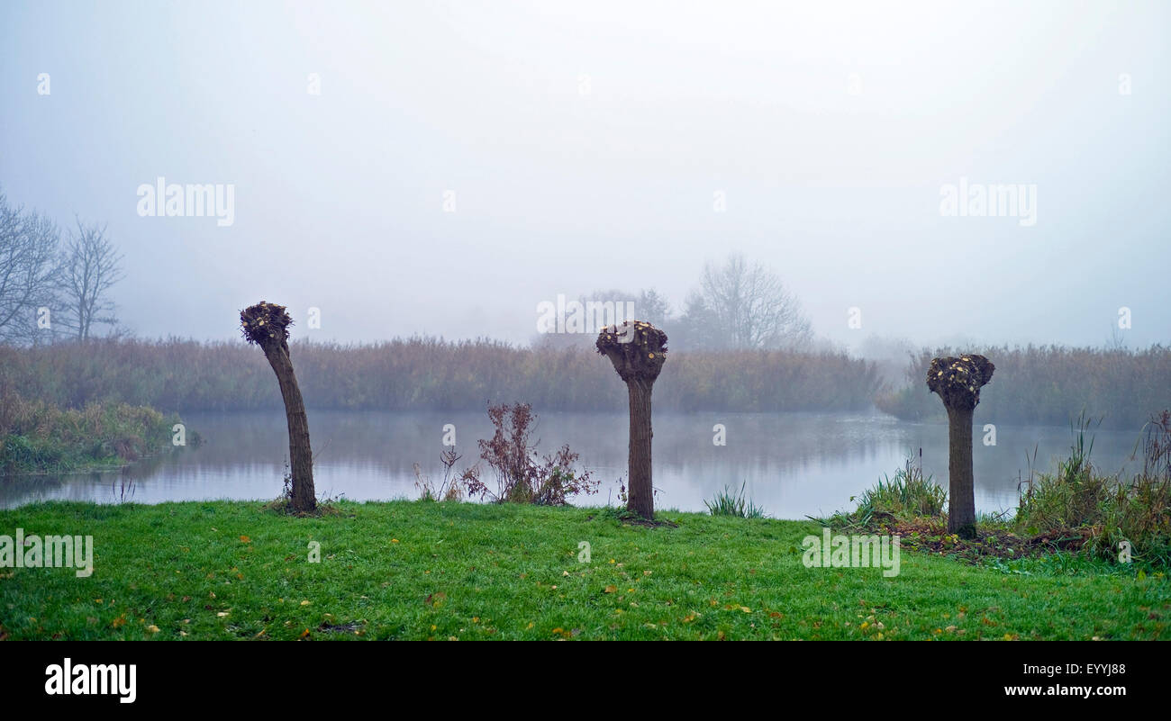 autumn mood at the river in Bremen-Lesum, Germany, Bremen Stock Photo