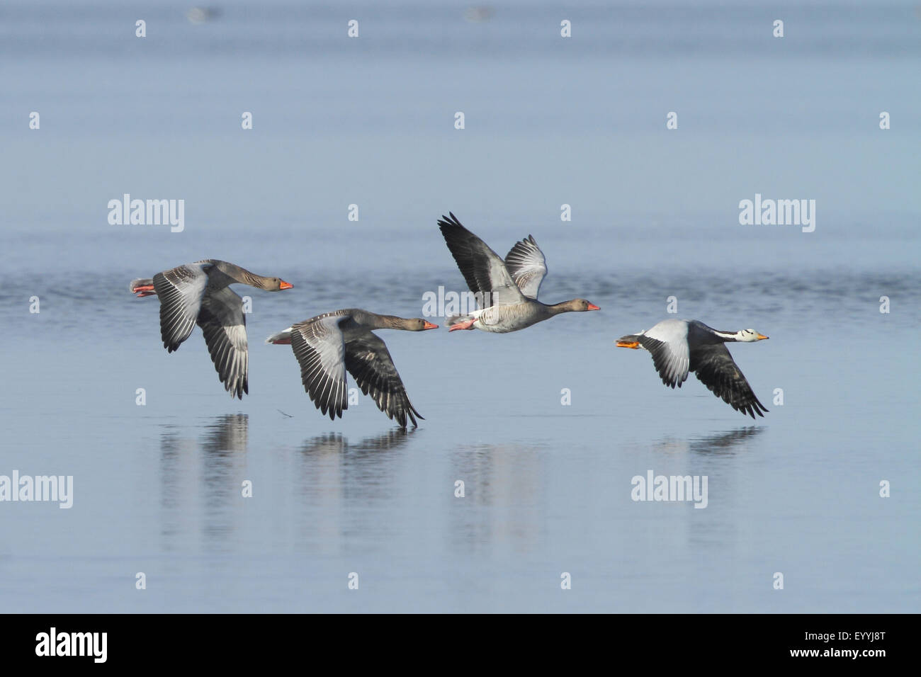 bar-headed goose (Anser indicus), flying with greylag geese nearby the water surface, Germany, Bavaria, Lake Chiemsee Stock Photo