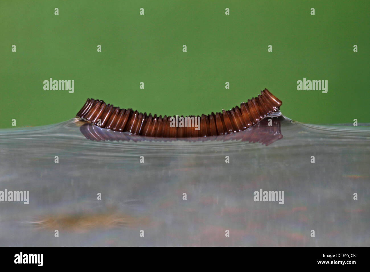 house mosquito, northern common house mosquito, common gnat, house gnat