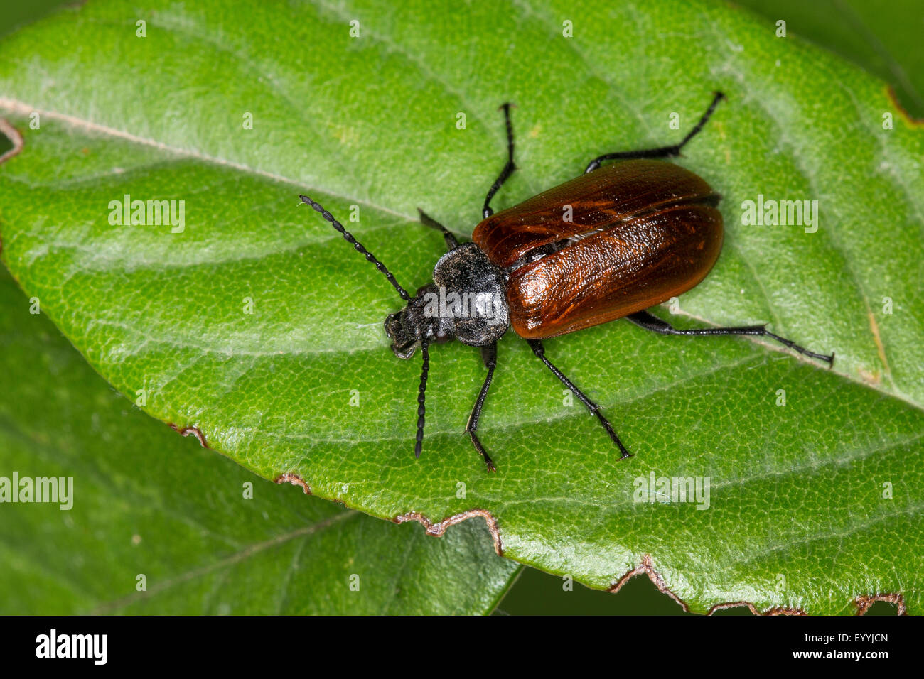 Comb-clawed beetle, Comb clawed beetle (Omophlus spec., Odontomophlus spec.), sitting on a leaf, Germany Stock Photo