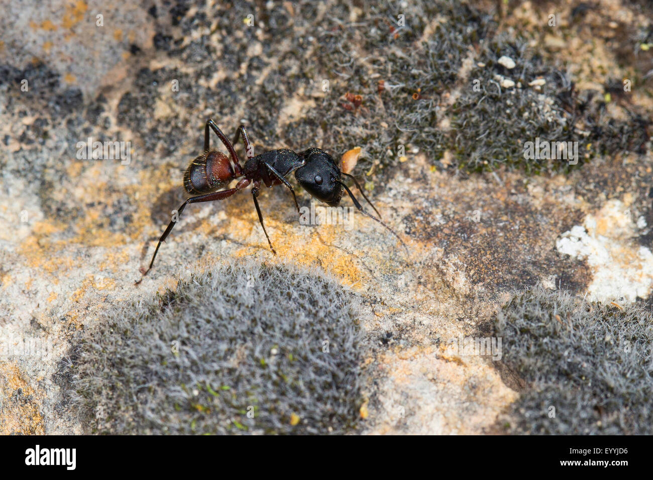 Carpenter ant (Camponotus cruentatus, Myrmosericus cruentatus), carpenter ant on a stone, Germany Stock Photo