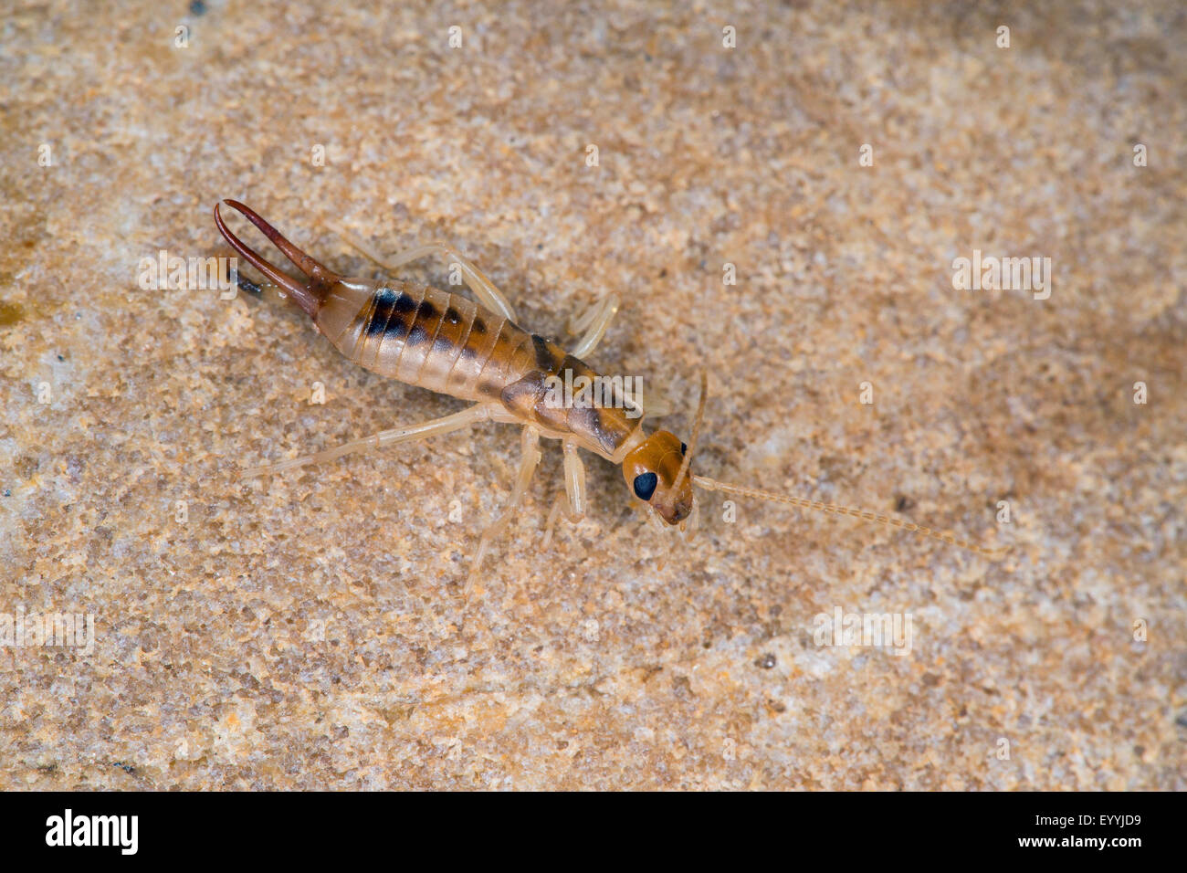 tawny earwig, giant earwig, striped earwig, riparian earwig, Shore Earwig, common brown earwig (Labidura riparia), nymph on sand, Germany Stock Photo