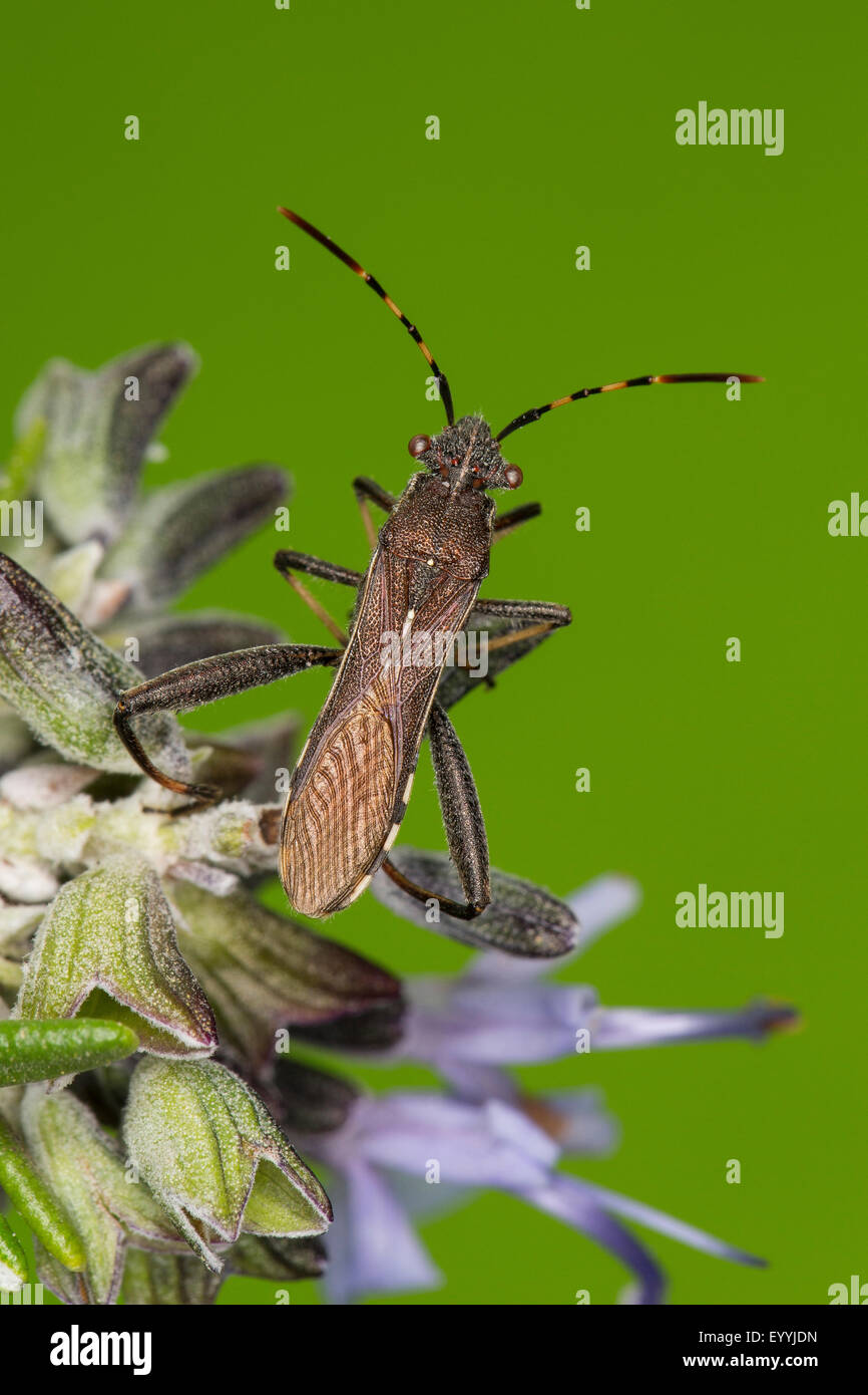 Broad-headed Bug (Camptopus lateralis), sitting on a flower, Germany Stock Photo