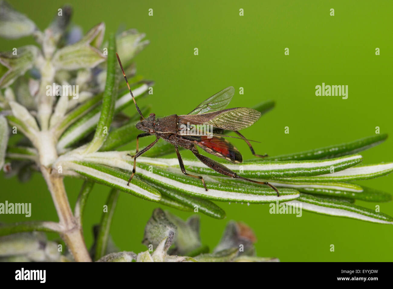 Broad-headed Bug (Camptopus lateralis), sitting on a flower, Germany Stock Photo