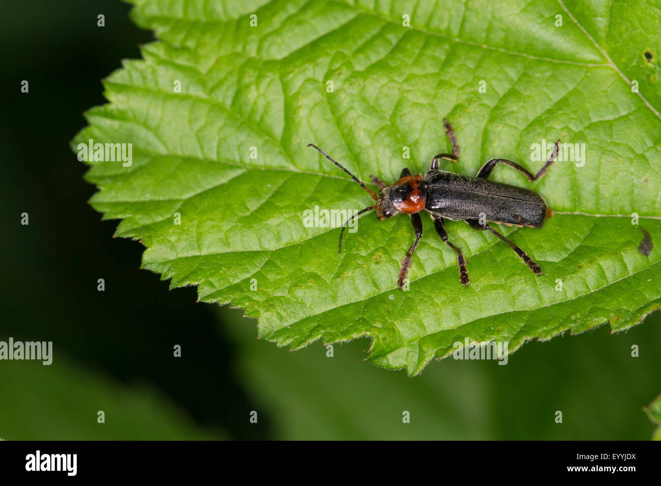 common cantharid, common soldier beetle (Cantharis fusca), sitting on a leaf, Germany Stock Photo