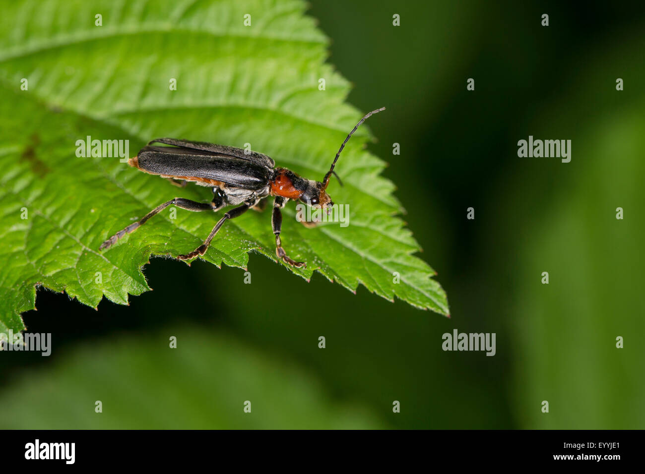 common cantharid, common soldier beetle (Cantharis fusca), sitting on a leaf, Germany Stock Photo