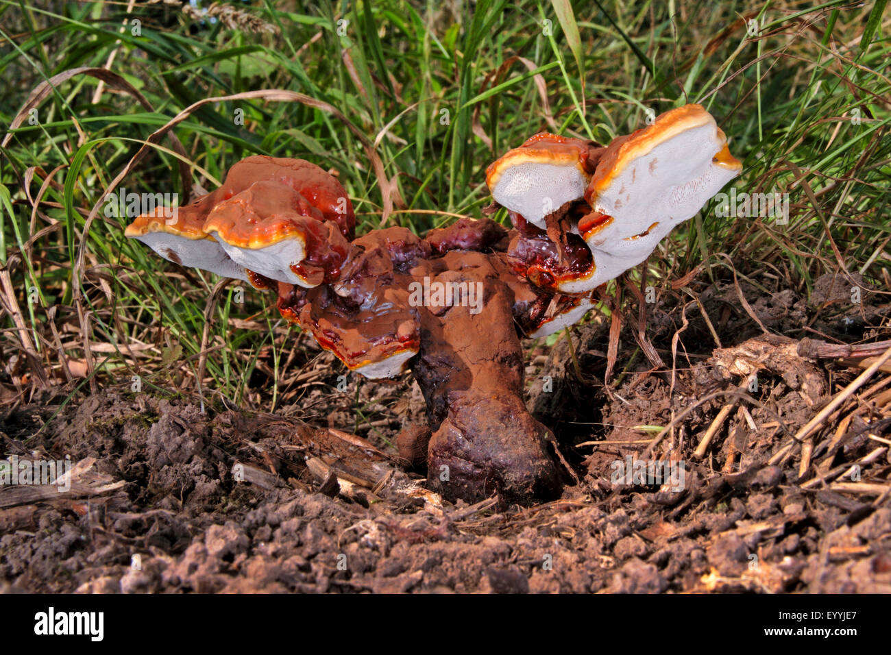Lacquered bracket, Reishi mushroom, Lingzhi mushroom (Ganoderma lucidum), fruiting body, medical mushroom on the ground, Germany Stock Photo