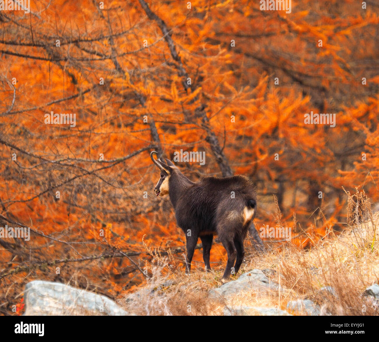 chamois (Rupicapra rupicapra), chamois in autumn forest, Italy, Gran Paradiso National Park Stock Photo