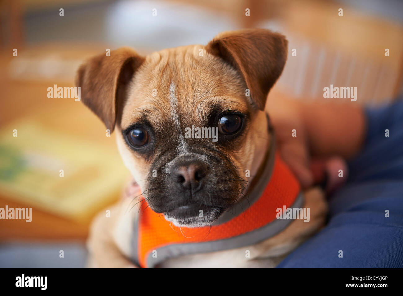 puppy pug Stock Photo