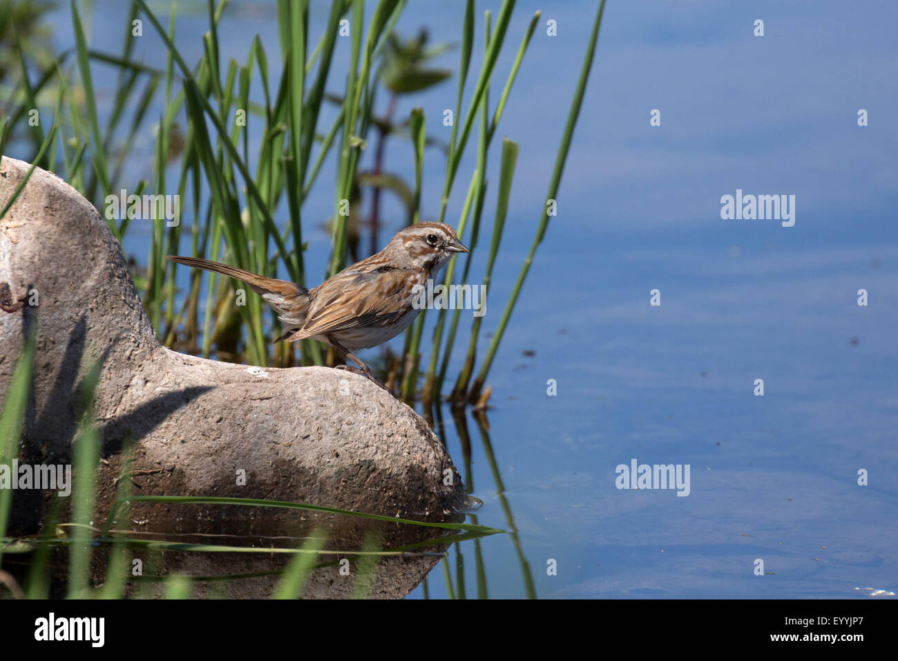 Song sparrow (Melospiza melodia), on a drinking lookout at the riverbank, USA, Arizona, Salt River, Phoenix Stock Photo