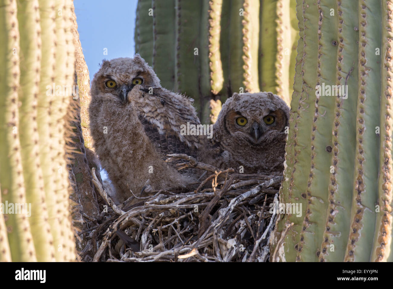 great horned owl (Bubo virginianus), two young birds in downy plumage in the nest in a saguro cactus, USA, Arizona, Sonorawueste, Phoenix Stock Photo
