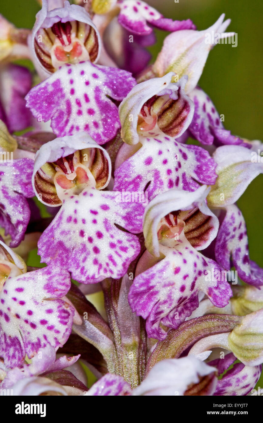 Milky Orchid (Orchis lactea, Neotinea lactea, Orchis tridentata ssp. lactea), inflorescence Stock Photo