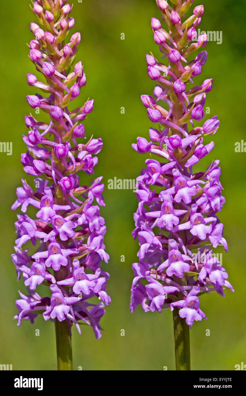 Fragrant orchid (Gymnadenia conopsea), twoinflorescences, Germany Stock Photo
