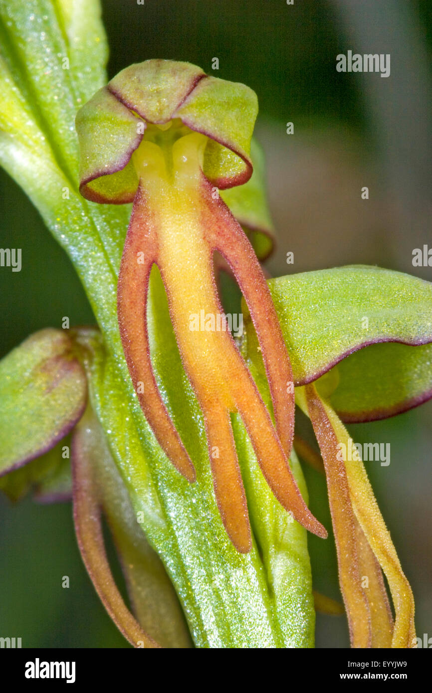 Man orchid (Aceras anthropophorum, Orchis anthropophora), single flower, Germany Stock Photo