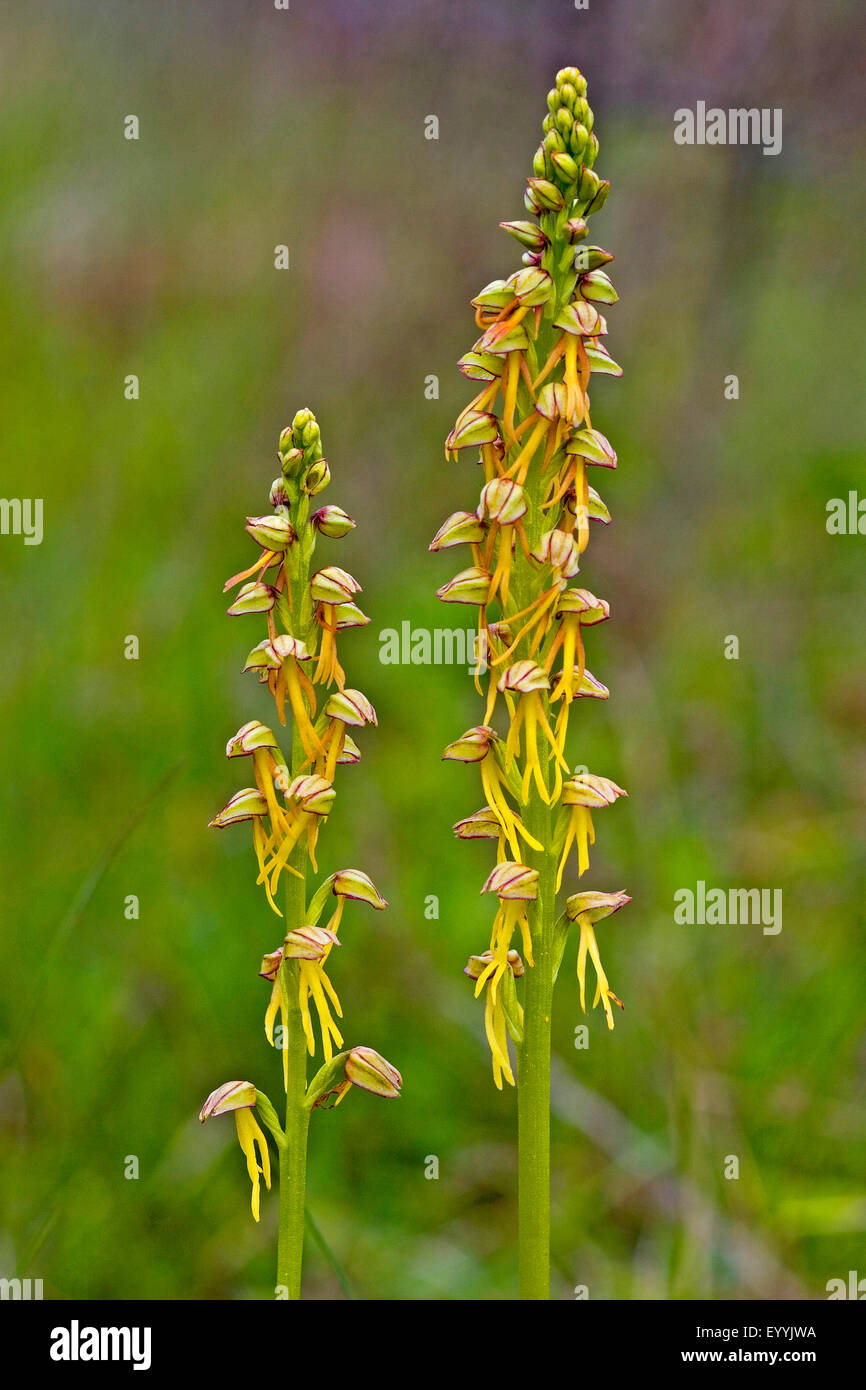 Man orchid (Aceras anthropophorum, Orchis anthropophora), two inflorescences, Germany Stock Photo