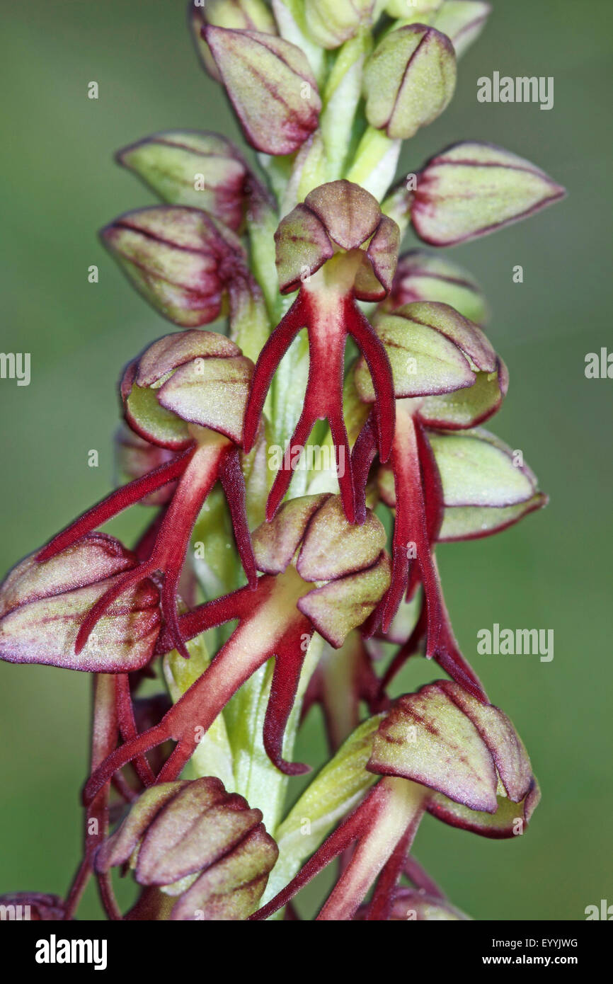 Man orchid (Aceras anthropophorum, Orchis anthropophora), detail of an  inflorescence, Germany Stock Photo