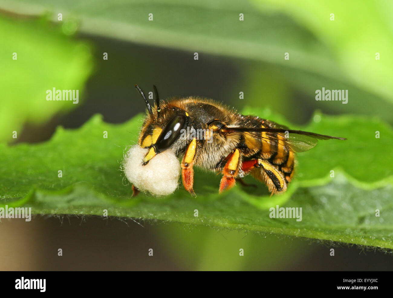 Megachilidae: Carder Bees (Anthidium spp.), Hortsense