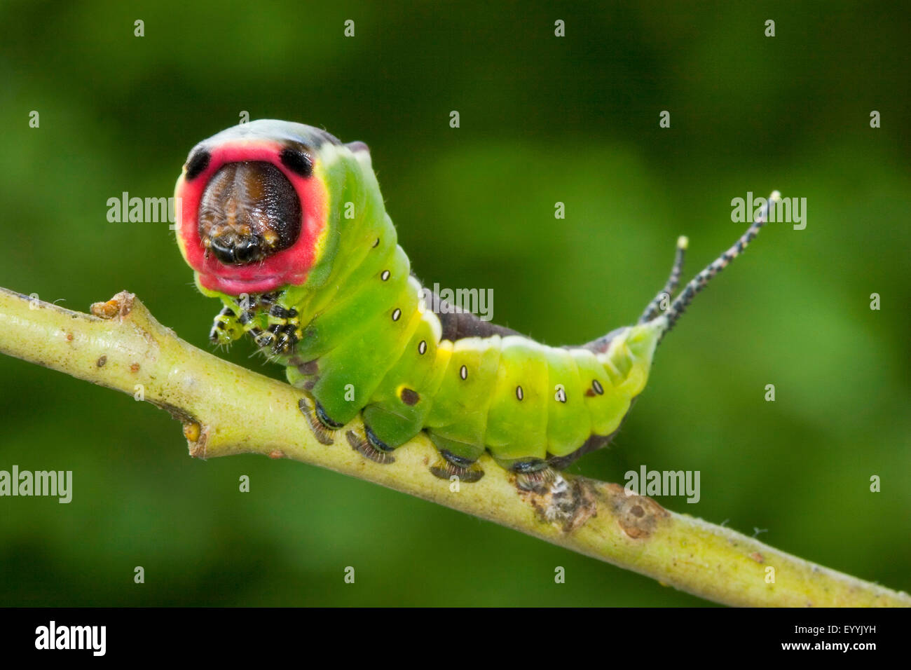 Puss moth (Cerura vinula, Dicranura vinula), defence posture of a