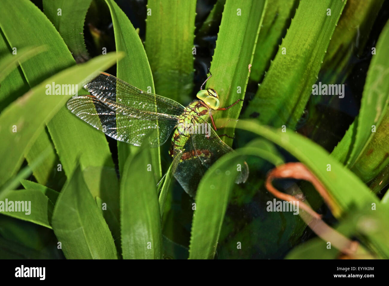 green hawker (Aeshna viridis), female laying eggs on water soldier , Germany Stock Photo