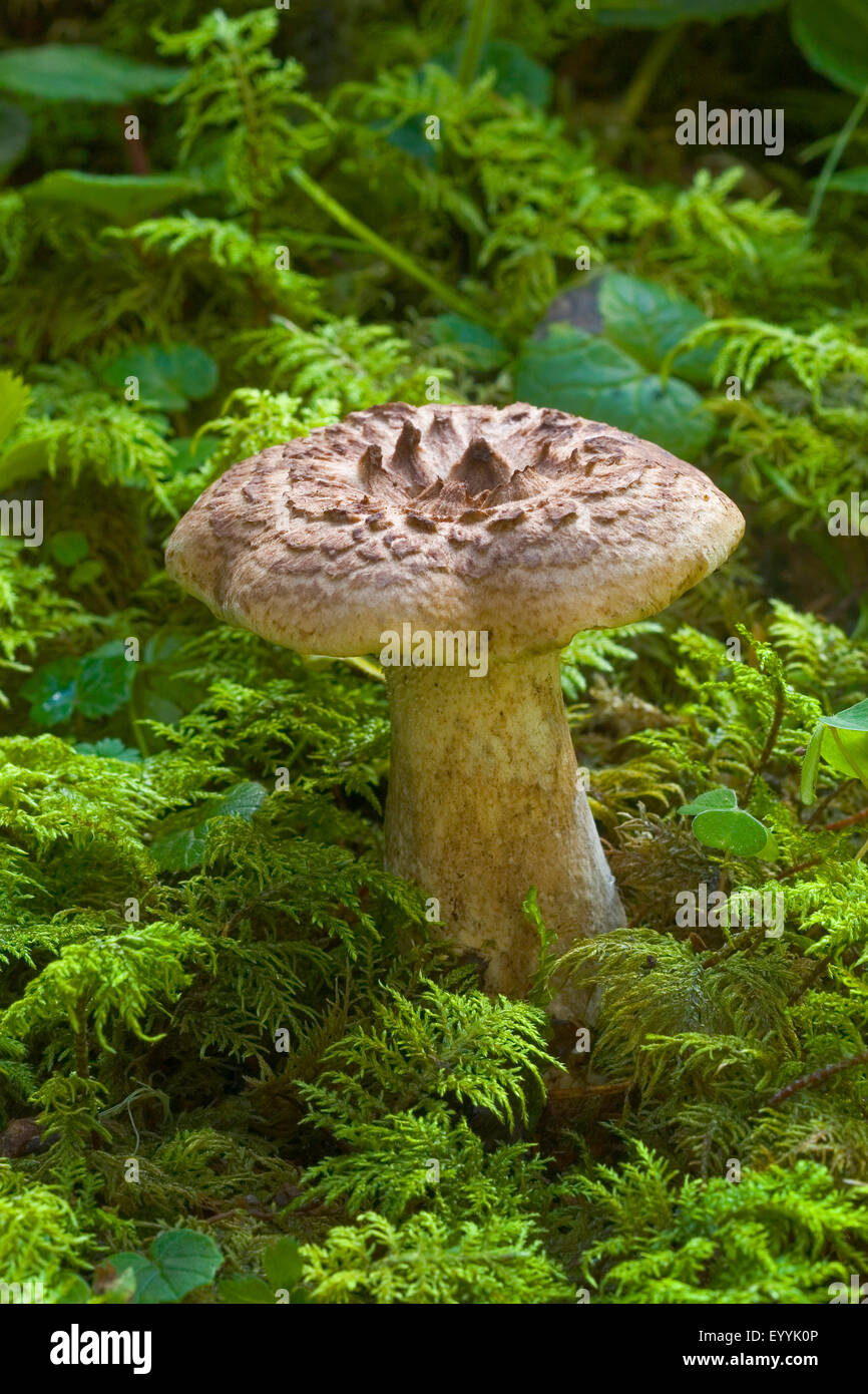 Scaly tooth, Shingled hedgehog, Scaly hedgehog (Sarcodon imbricatus), fruiting body on forest ground, Germany Stock Photo