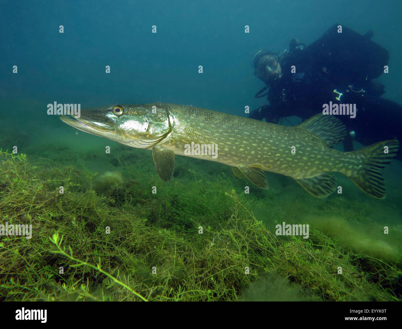 pike, northern pike (Esox lucius), diver watching a pike in a lake, Germany, North Rhine-Westphalia, Fuehlinger See Stock Photo