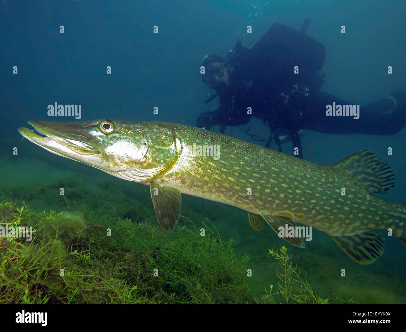 pike, northern pike (Esox lucius), diver watching a pike in a lake, Germany, North Rhine-Westphalia, Fuehlinger See Stock Photo