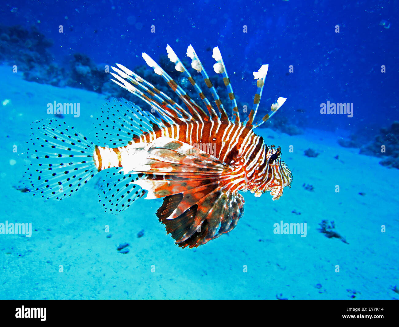 Indian Red firefish (Pterois miles), full-length portrait, side view, Egypt, Red Sea, Safaga Stock Photo