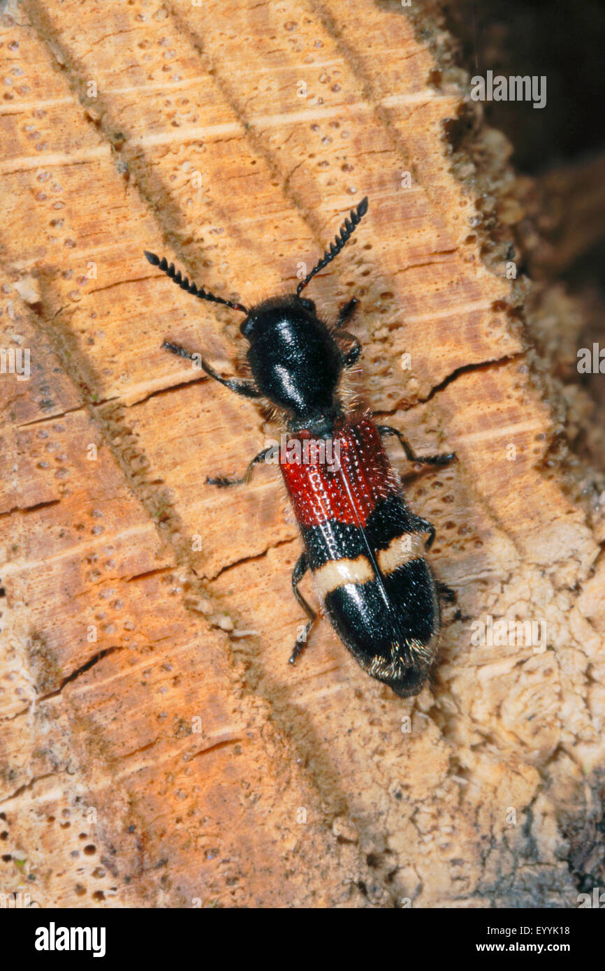 Checkered beetle (Tilloidea unifasciata), on wood, Germany Stock Photo