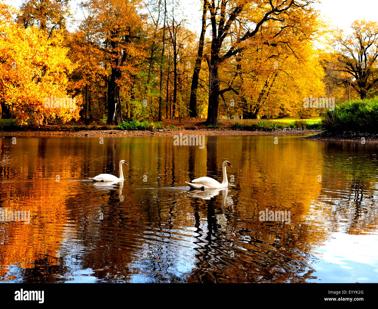 mute swan (Cygnus olor), two swimming mute swans in autumn, Germany, Saxony, Oberlausitz, Bad Muskau Stock Photo